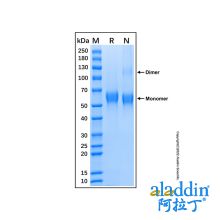 Recombinant Mouse MAdCAM-1 Protein