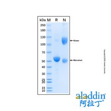 Recombinant Canine CD8 Protein