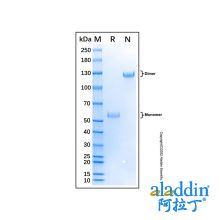 Recombinant Bovine CD8 alpha Protein