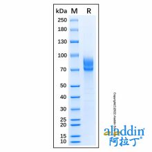 Recombinant Canis lupus CD19 Protein
