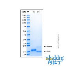 Recombinant Human CXCR4 Protein