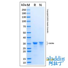 Recombinant Human CXCR4 Protein