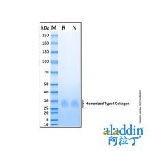 重组人源化I型胶原蛋白
