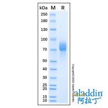 Recombinant Canis lupus CD19 Protein