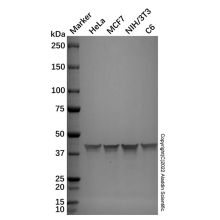 Goat Anti-Rabbit IgG H&L (Alkaline Phosphatase)