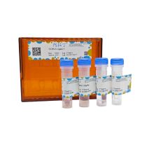 T4 RNA Ligase 1
