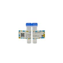 T5 Exonuclease