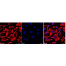 Goat Anti-Mouse IgG H&L (Biotin)