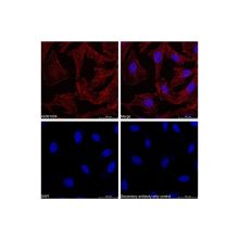 Goat Anti-Rabbit IgG H&L (Biotin)