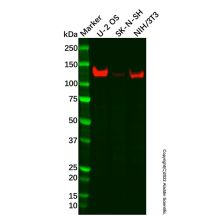 Recombinant cadherin 10 Antibody