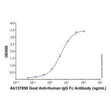 Goat Anti-Human IgG Fc Antibody