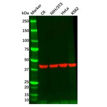 Rabbit Anti-Mouse IgG (Biotin)