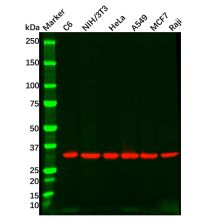 Goat Anti-Rabbit IgG H&L (Biotin)