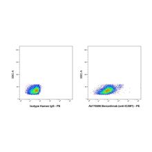 Bersanlimab (anti-ICAM1)