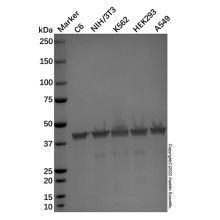Goat Anti-Mouse IgG H&L (Alkaline Phosphatase)