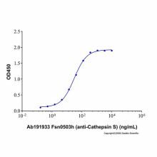 Fsn0503h (anti-Cathepsin S)