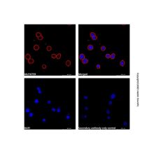 Goat Anti-Human IgG Fc (TRITC)