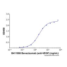Bevacizumab (anti-VEGF)