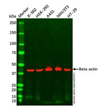 NIH/3T3 Whole Cell Lysate