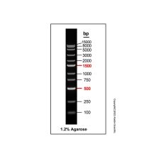 DNA Ladder (100-15000bp)