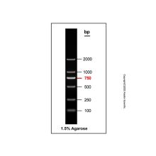 Gelred-prestained DNA Ladder (100-2000bp)