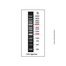 Gelred-prestained DNA Ladder (250-12000bp)