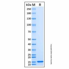 Recombinant Human CFTR Protein