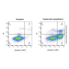 Annexin V-APC
