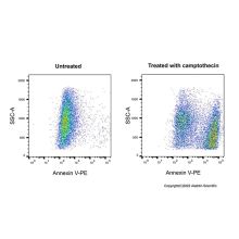 Annexin V-PE