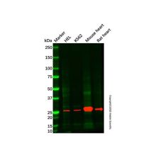 Rat heart tissue lysate - total protein