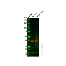 Rat liver tissue lysate - total protein