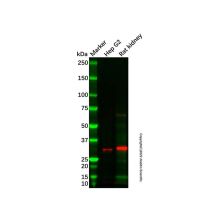 Rat kidney tissue lysate - total protein