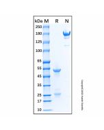 Mouse Anti-Human IgM Antibody