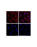 Goat Anti-Rabbit IgG H&L (Biotin)