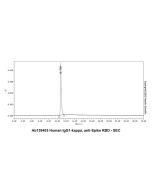 Human IgG1-kappa, anti-Spike RBD