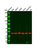 Goat Anti-Rabbit IgG H&L (HRP)
