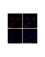Goat Anti-Rabbit IgG H&L (PE)