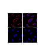 Goat Anti-Rabbit IgG H&L (TRITC)