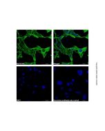 Goat Anti-Mouse IgG H&L (AF488)