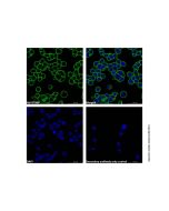 Goat Anti-Human IgG (AF488)