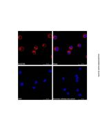 Goat Anti-Human IgG (AF555)