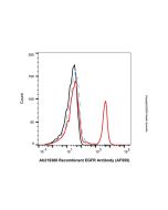 Human IgG (AF555)