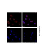 Goat Anti-Human IgG Fc (TRITC)
