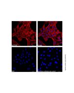 Goat Anti-Mouse IgG H&L (AF546)