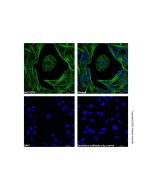 Goat Anti-Mouse IgG H&L (Oregon Green 488)
