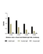 Goat Anti-Rabbit IgG H&L Antibody