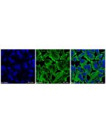 Goat Anti-Rabbit IgG H&L (AF405)