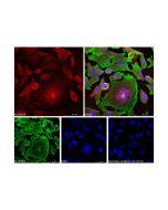 Goat Anti-Rabbit IgG H&L (AF594)
