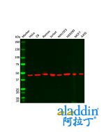Goat Anti-Rabbit IgG H&L (HRP)