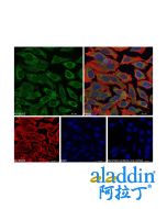 Goat Anti-Rabbit IgG H&L (AF488)